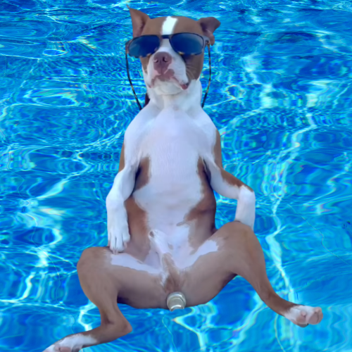 Chill Doggo Swimming Image 1